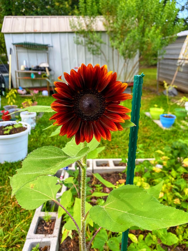 flower a flower